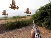 پنجاب میں تیتراورمرغابی کا غیرقانونی شکار کرنے والوں کے خلاف کارروائی